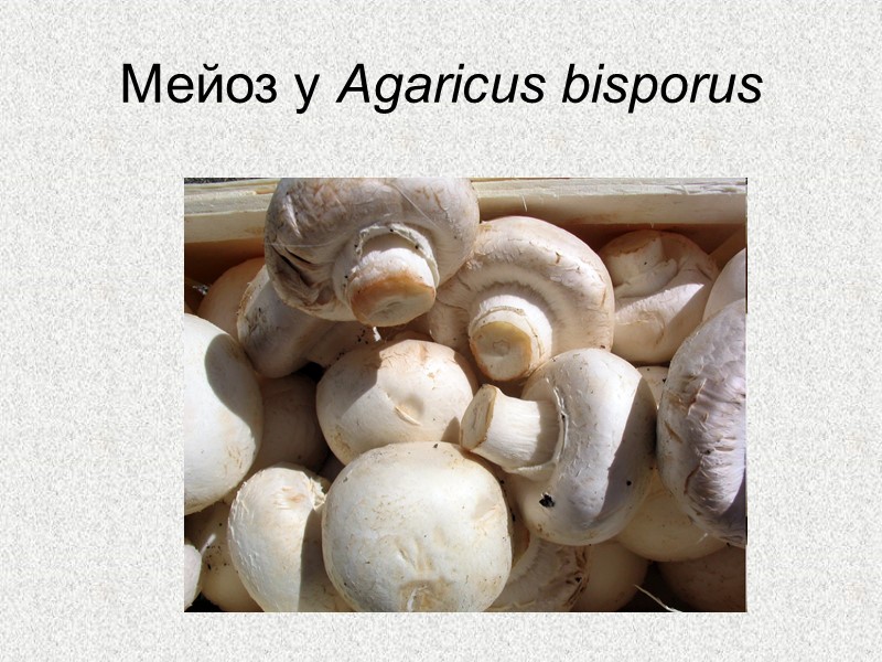 Мейоз у Agaricus bisporus